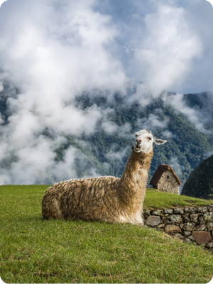 Perú
